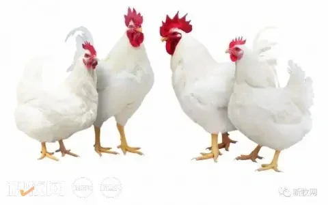 为何是黄鸡企业在白鸡新品种培育上拔得头筹？