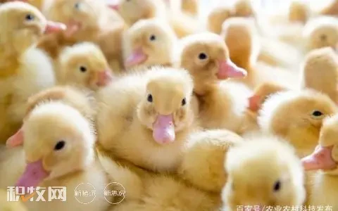中新白羽肉鸭打破“种鸭”垄断，年出栏量超过3.66亿只
