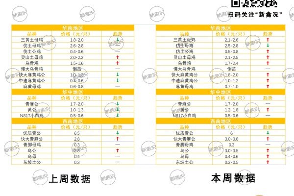 清明鸡补栏助力，苗价格快速拉升！丨鸡苗行情