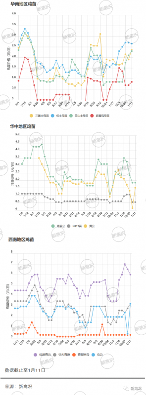 清明鸡补栏助力，苗价格快速拉升！丨鸡苗行情