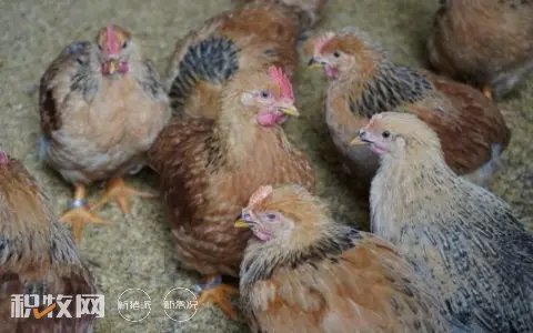 行情低迷也不怕！贵阳政府补贴70%为国鸡开保单，每羽最高赔付2.25元