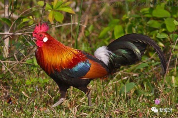 先抑后扬，回乡潮拉动消费逆势上涨，看好春节黄金期！