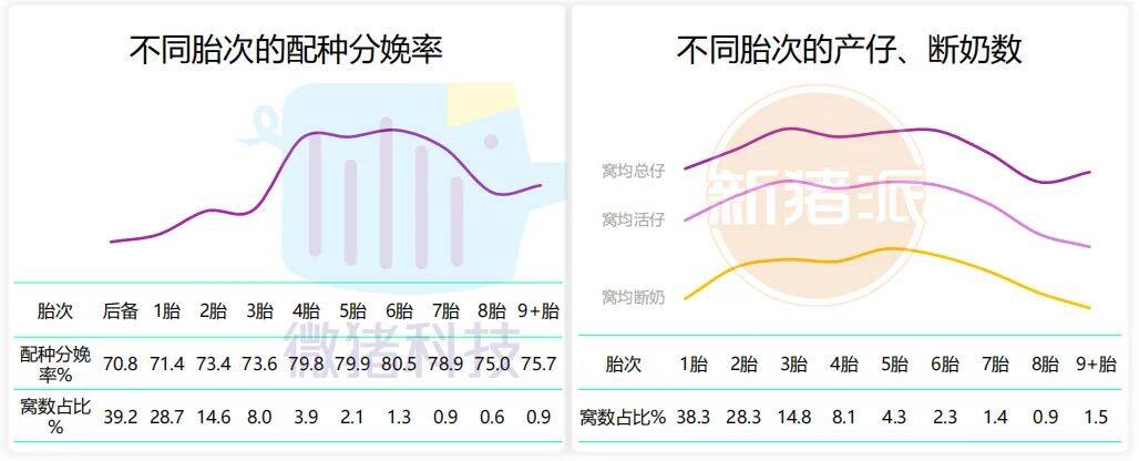 这195家猪场生产性能数据，揭示中国养猪业生产关键难题 ｜ 2021全国猪业数据报告