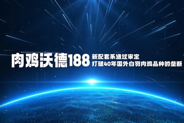 吹响我国种业振兴的号角，沃德188新配套系打破40年国外白羽肉鸡品种垄断！