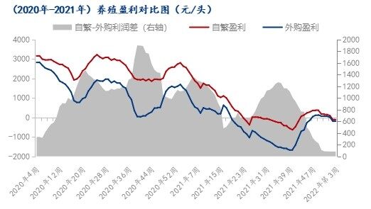 豬價上漲乏力，養豬再陷虧損，最高頭均虧損超200元