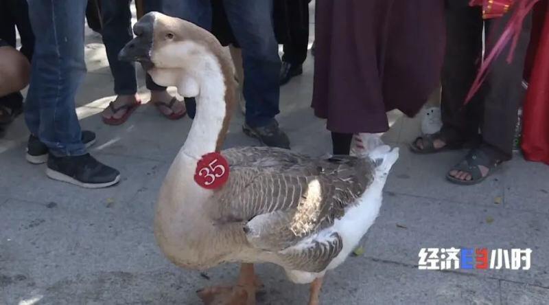 实现出口零突破！1只狮头鹅卖到1000元！市场供不应求，做成年产值30亿的大生意→