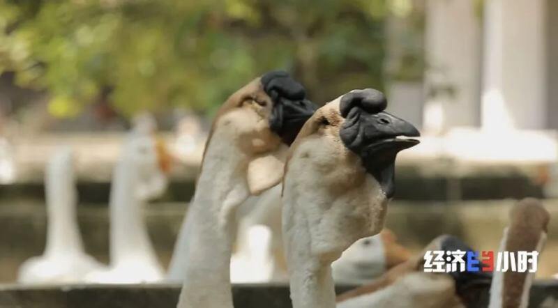 实现出口零突破！1只狮头鹅卖到1000元！市场供不应求，做成年产值30亿的大生意→