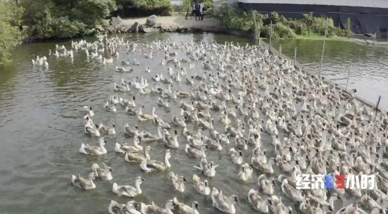 实现出口零突破！1只狮头鹅卖到1000元！市场供不应求，做成年产值30亿的大生意→