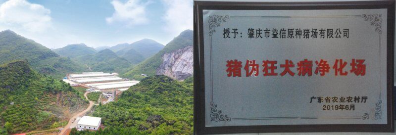 扎根两广布局100万头适度规模，2022新猪派探旅之净化有为第2站走进益信原种猪场