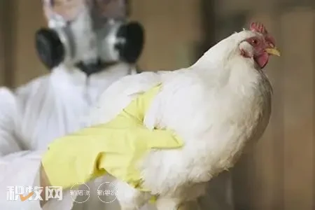 荷兰一处农场暴发禽流感，7.7万只家禽被扑杀，50家农场被封锁