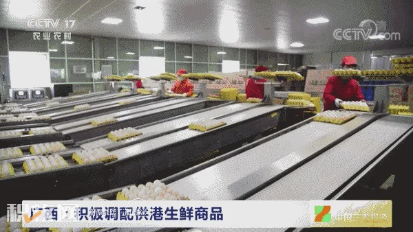 央视报道：温氏鲜鸡蛋通过海运抵达香港，助香港保民生