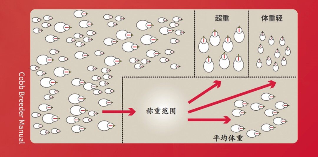 节省65%的人力，种鸡分栏这么做|新技术