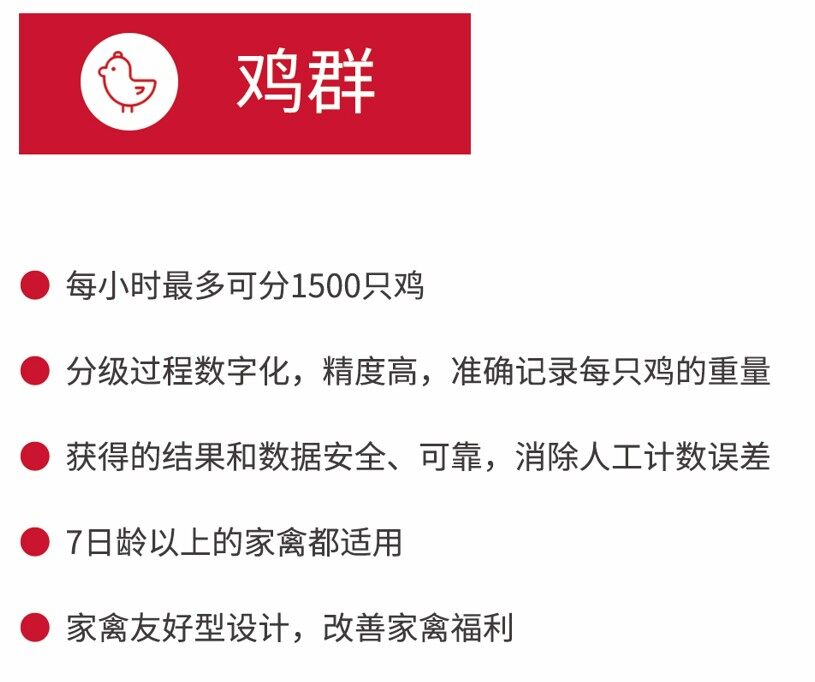 节省65%的人力，种鸡分栏这么做|新技术