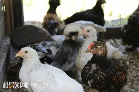 美国禽流感疫情扩大！过去两周已有165万家禽染病 日本拒绝进口鸡蛋