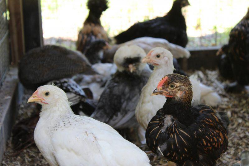 美国禽流感疫情扩大!过去两周已有165万家禽染病 日本拒绝进口鸡蛋