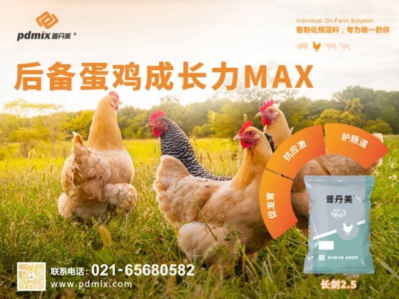 占全球34%!山东年出栏23亿只肉鸭,这些领域还存在大商机……