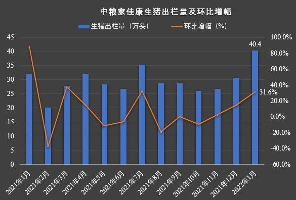 創歷史新高！中糧家佳康1月出欄生豬40萬頭，環比增長超三成