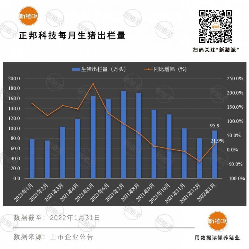 增量不增收！正邦1月出栏生猪超90万头，生猪收入12亿，同比降幅超60%