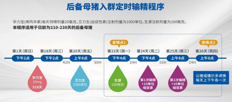 新旧猪场实施批次化管理的管理、技术要点