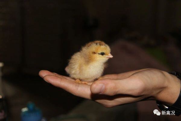 跌跌跌！鸡价下滑，鸡苗贱卖，苗价最高跌幅1.5元/只丨苗价分析