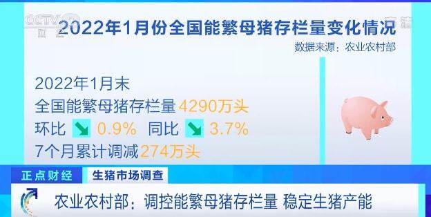 农业农村部：7个月累计调减母猪274万头，产能仍过剩，养户每头亏300元