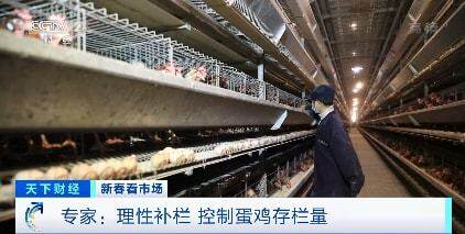 雞蛋降至0.7元/個！蛋價走低、飼料漲價 蛋雞養殖行業承壓 專家建議：理性補欄