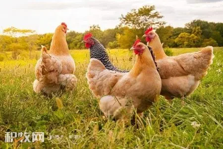法国禽流感肆虐 已扑杀400多万只家禽