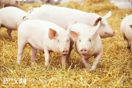 四川省发布促进生猪稳产保价七条措施：加大财政补贴力度、做好保障工作、迅速启动猪肉储备收储工作......