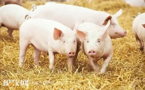 广东猪粮比过度下跌，将启动冻猪肉储备收储