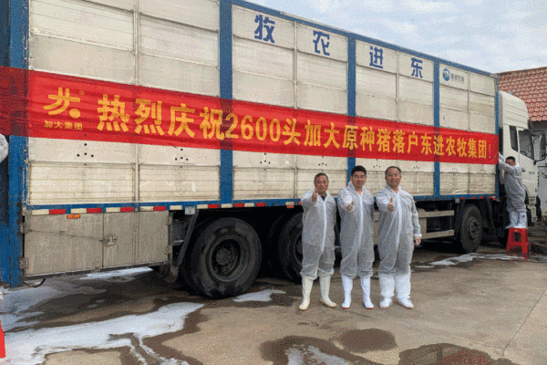 10天卖出6820头，集团猪企排队抢购！加大种猪缘何成了香饽饽？