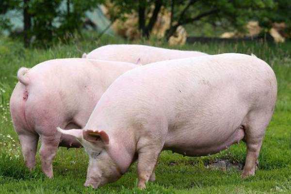 山东地区猪圆环病毒病的流行趋势分析与防控对策讨论