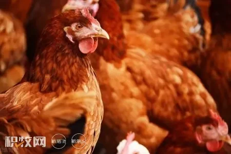 疫情之下卖鸡难！华东地区鸡价跌至6.25元，下阶段或将持续下行调整