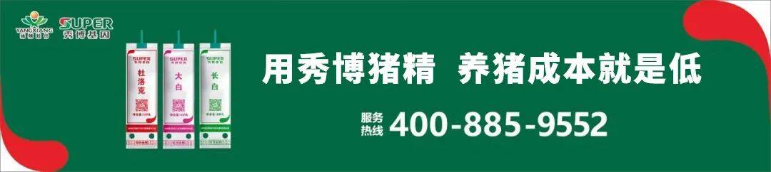 亏损超30万！620头规模猪场何去何从？