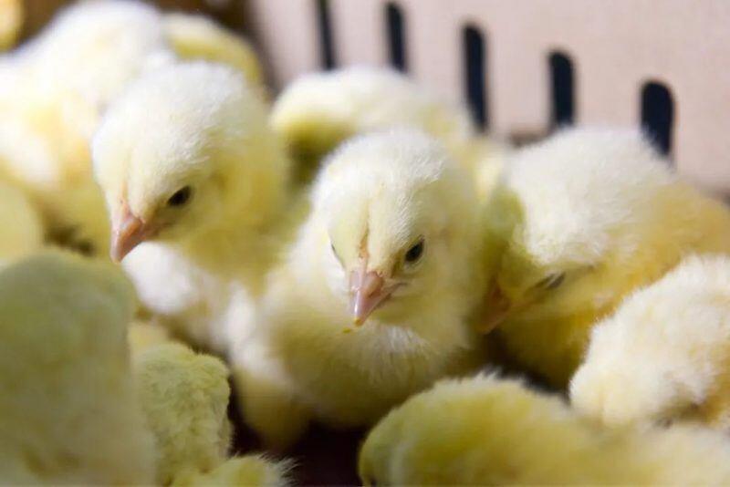 圣农旗下圣泽生物获评国家高新技术企业,打造自主育种标杆!