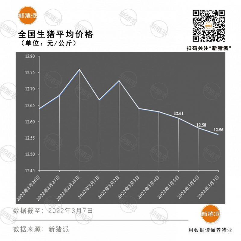 3月7日：猪价连跌5日，6元大关已失守，规模猪企生猪出栏却还要大增？|新猪派猪价
