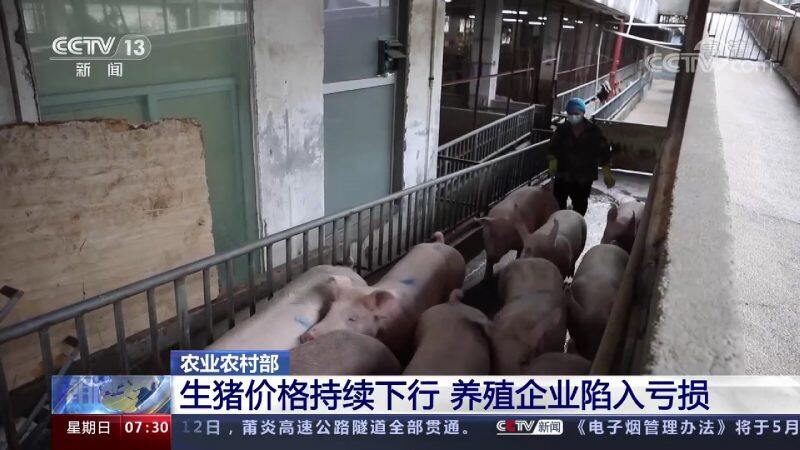 玉米每噸漲百元，正大、播恩等宣布飼料漲價(jià)！豬價(jià)即將探底，養(yǎng)豬虧損還會(huì)加大