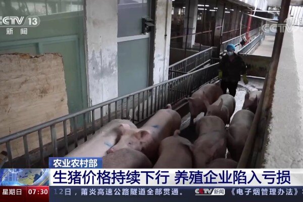 玉米每吨涨百元，正大、播恩等宣布饲料涨价！猪价即将探底，养猪亏损还会加大