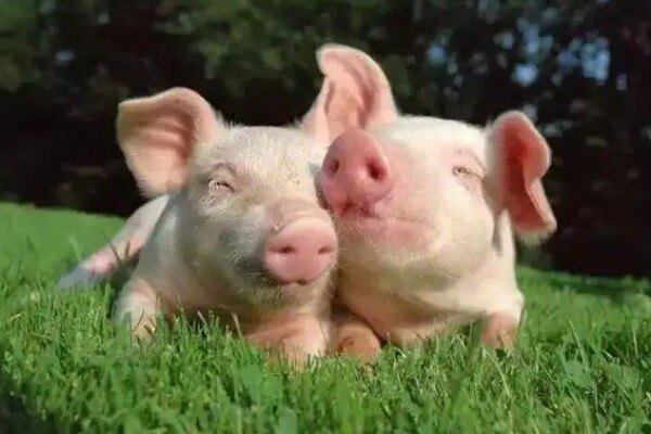 二季度现货参考价13-16元/公斤 三季度生猪养殖有望实现扭亏为盈