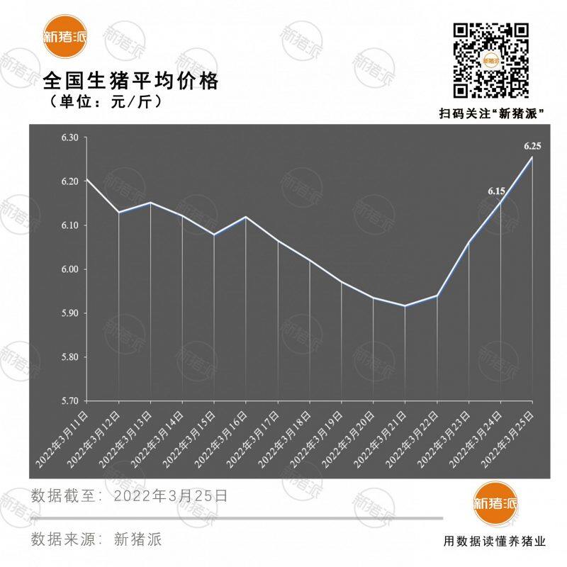 3月25日：连涨4日，全国生猪平均价格已达6.3元/斤|新猪派猪价