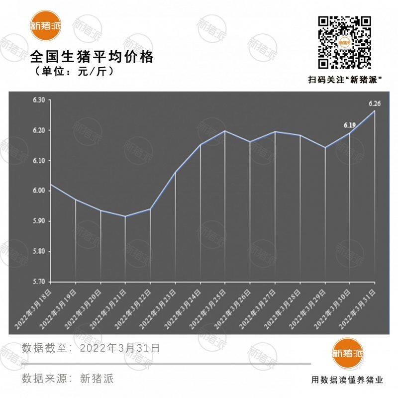 3月31日：最高涨幅0.3元/斤，猪价大部飘红，拐点快到了吗？|新猪派猪价