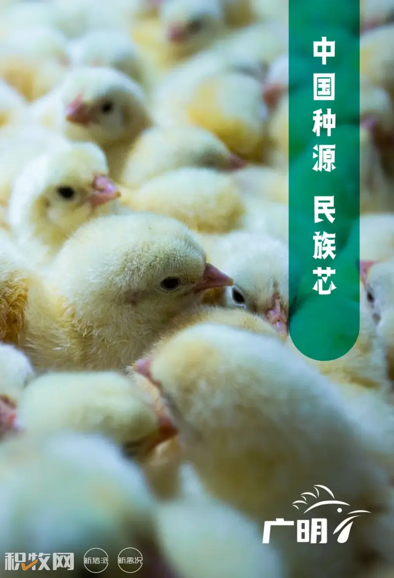 年产父母代800万套！提供1000万羽商品代！新广农牧白羽肉鸡育种研发基地奠基开工