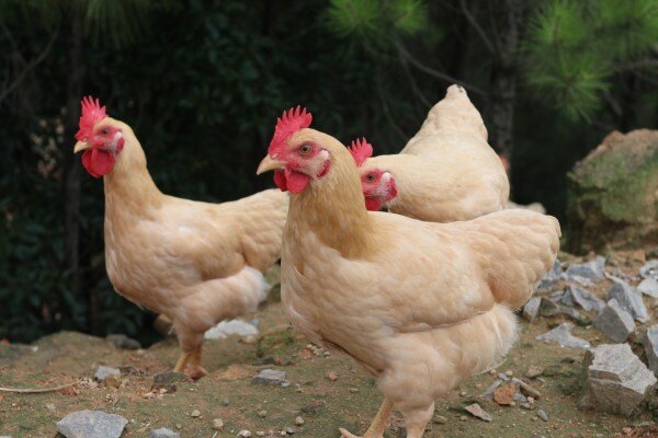 谭千洪：重庆家禽产业现状分析与发展建议