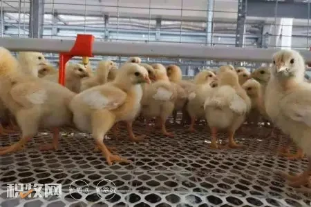 昌吉州家禽产业持续稳步高质量发展