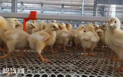 昌吉州家禽产业持续稳步高质量发展
