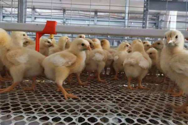 益生股份：3月下旬鸡苗价格已逐步回升，看好后市行情！未来始终以高代次畜禽种源供应为企业核心竞争力