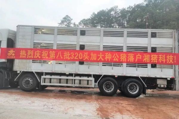 4年售原种6万头，有猪企8次来引种，加大金山种猪场这回藏不住了！