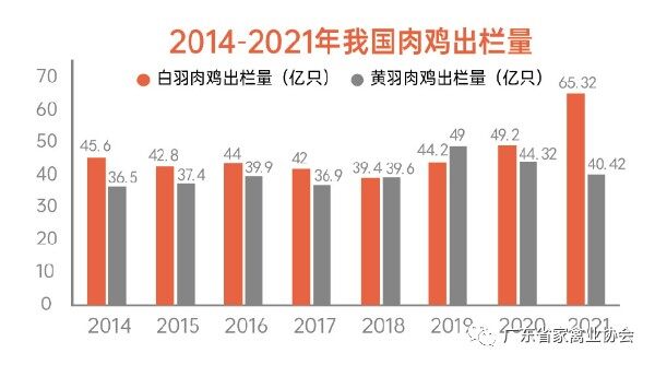 广东白羽肉鸡育种水平全国领先