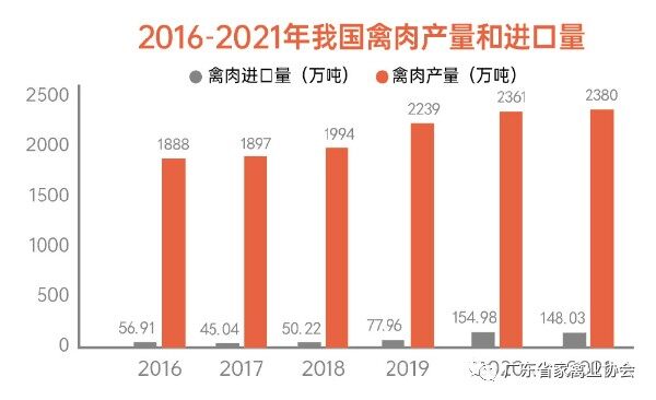 广东白羽肉鸡育种水平全国领先