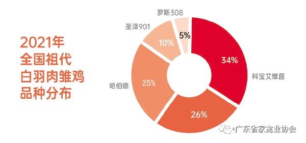 广东白羽肉鸡育种水平全国领先