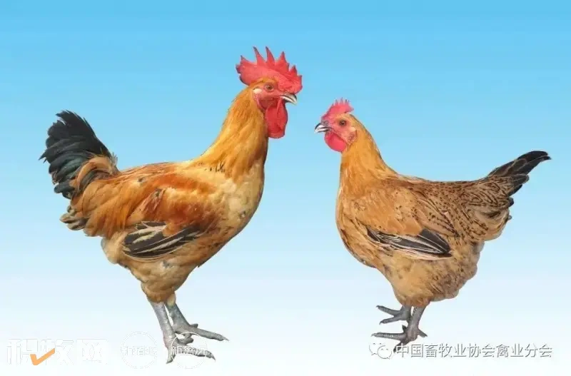 立华股份2021年鸡板块营收暴增30%突破百亿!国鸡出栏3.7亿只,未来将保持10%年增幅...